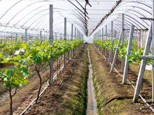 葡萄樹滴灌案例