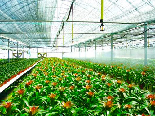 吊掛式微噴案例