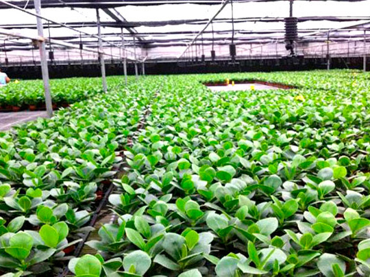 大棚倒插式微噴案例