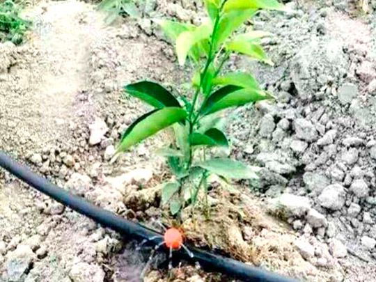 果苗滴灌示意圖