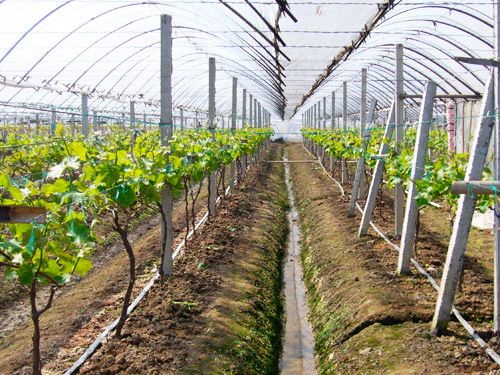 葡萄樹(shù)滴灌案例
