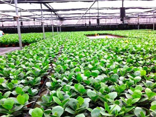 大棚倒插式微噴案例